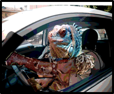 lizard driver example